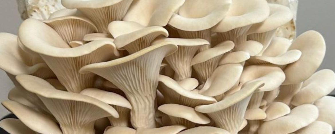 Blue Oyster mushroom