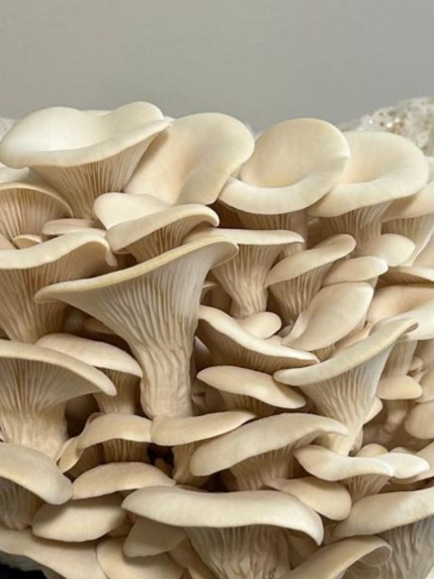 Blue Oyster mushroom