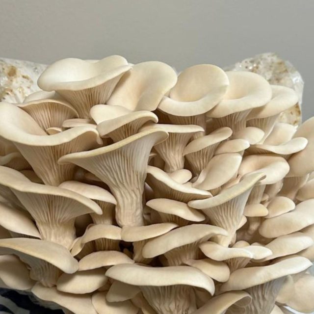 Blue Oyster mushroom