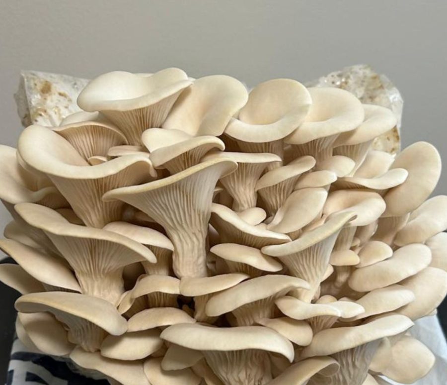 Blue Oyster mushroom