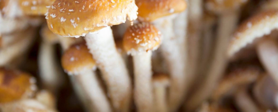 Chestnut Cinnamon Cap mushrooms