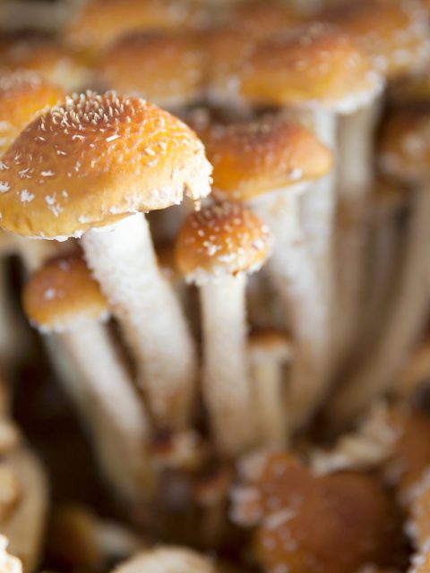 Chestnut Cinnamon Cap mushrooms