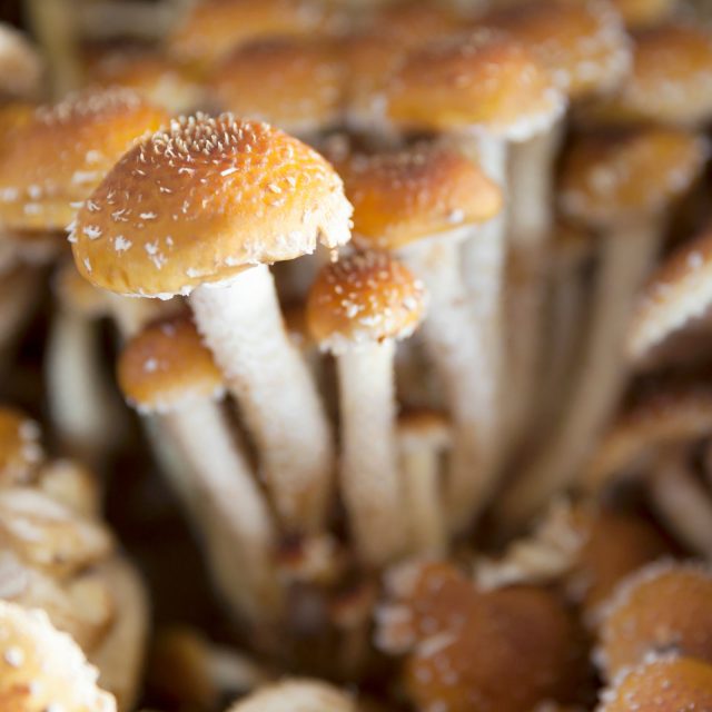 Chestnut Cinnamon Cap mushrooms