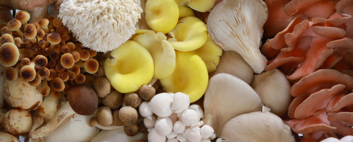 Exploring the Delightful Diversity of Mushroom Varieties