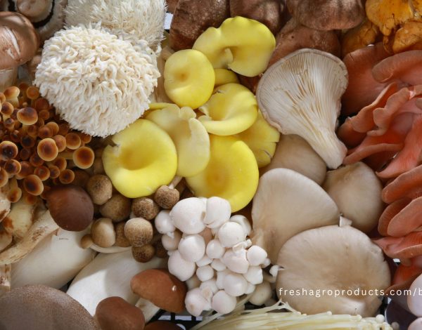 Exploring the Delightful Diversity of Mushroom Varieties