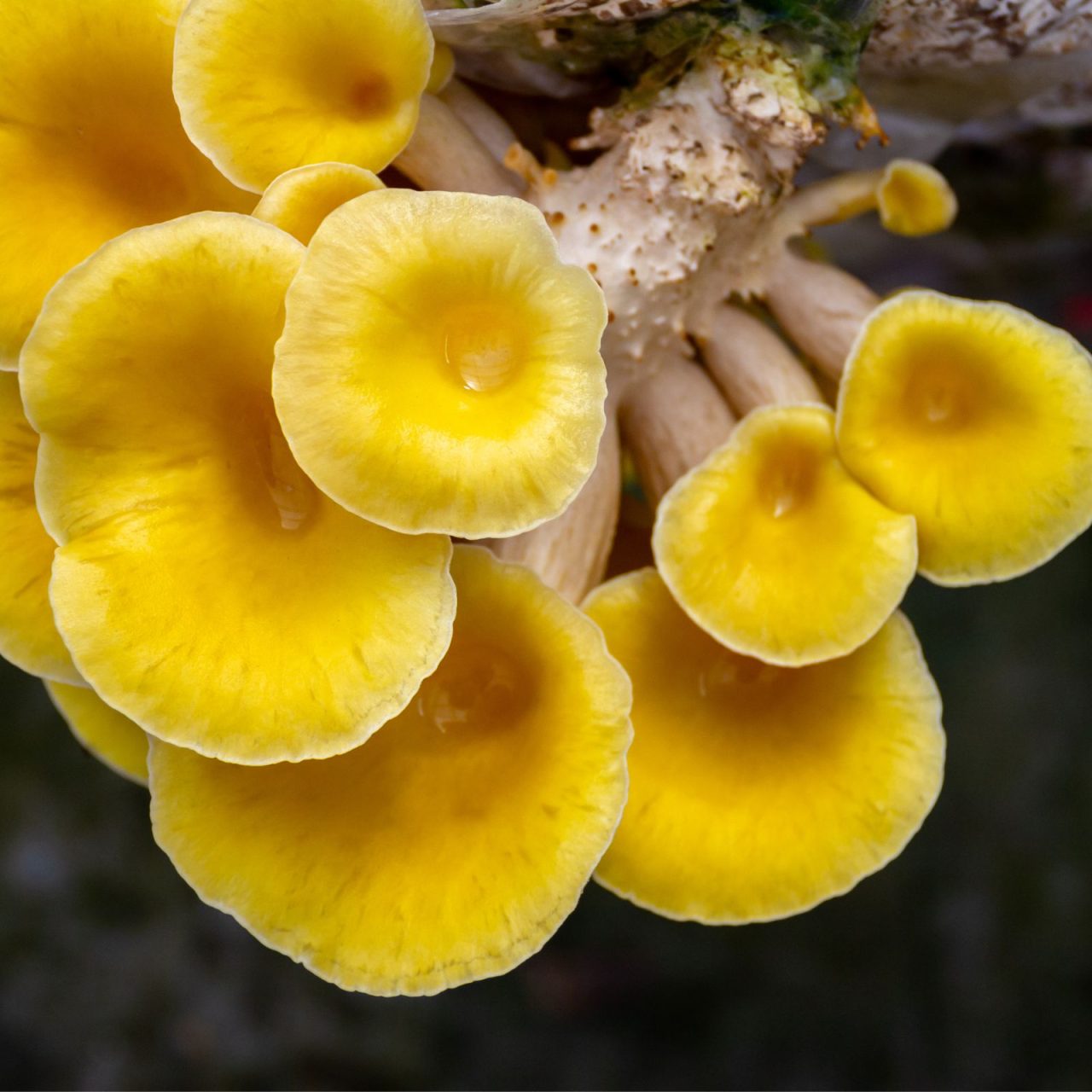 Golden Oyster mushrooms