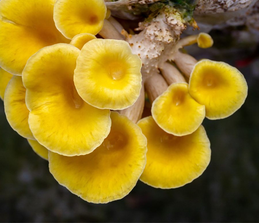 Golden Oyster mushrooms