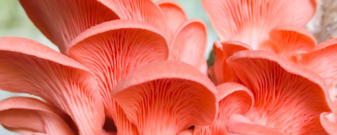 Pink Oyster mushrooms