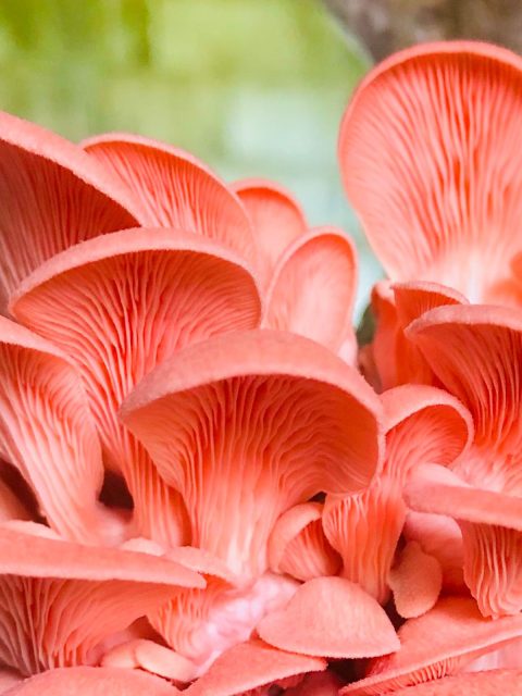 Pink Oyster mushrooms