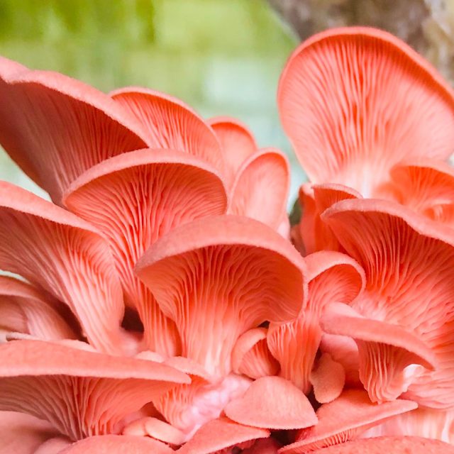 Pink Oyster mushrooms