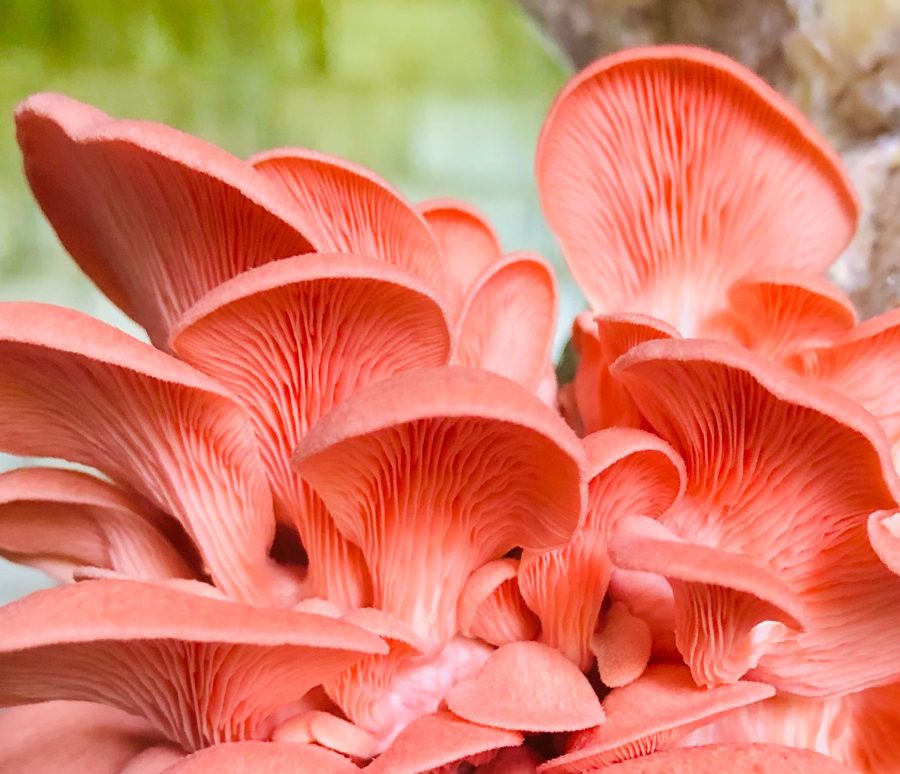 Pink Oyster mushrooms