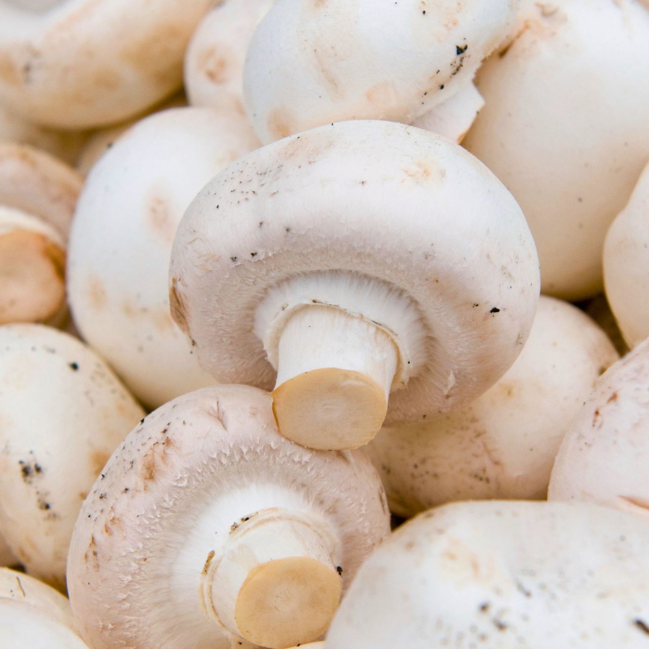 White Button mushrooms